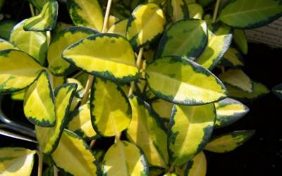 Buy Vines for Winter Color Online