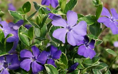 Buy Vinca - Evergreen Periwinkle Online