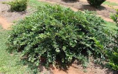 Shop Vintage Jade Distylium - 3 Gallon Shop Vintage Jade Distylium - 3 Gallon