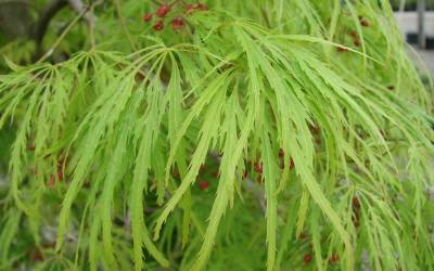 Buy Japanese Maples - Sun Tolerant Online