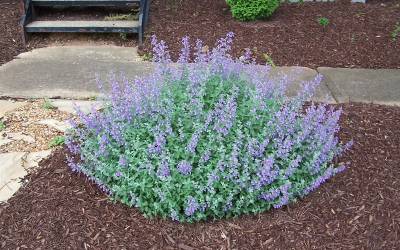Buy Nepeta - Catmint Online