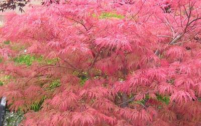 Buy Japanese Maples 6-10 Feet Online