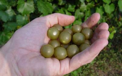 Buy Muscadines / Scuppernongs Online