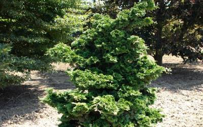 Buy Cypress Online