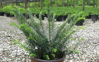 Shop Yewtopia Plum Yew - 2 Gallon Shop Yewtopia Plum Yew - 2 Gallon
