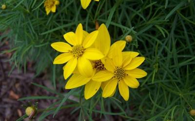 Buy Coreopsis - Tickseed Online