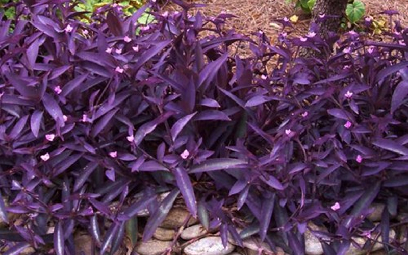 tradescantia-pallida-aka-setcreasea-purple-heart-spiderwort-c9570e7cbc88d4e8cbe149a6e5cde9bdb-1.jpg