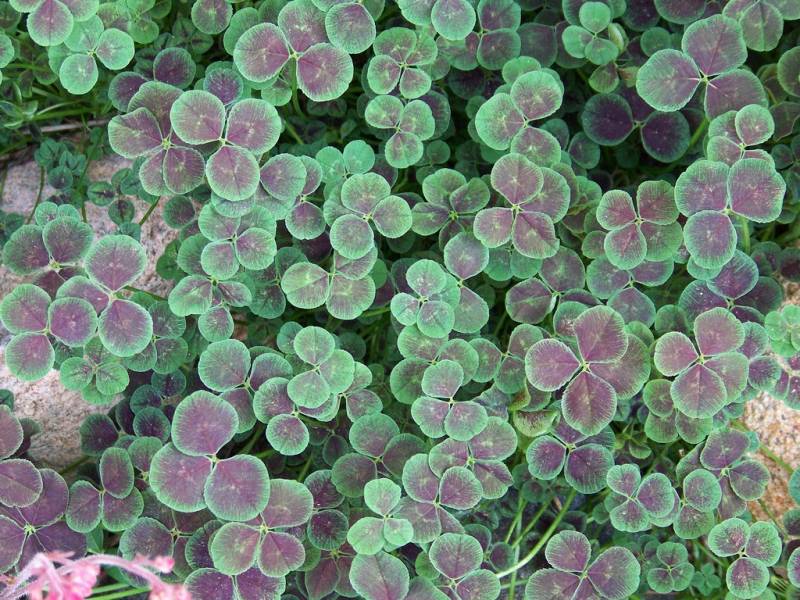Bronze Dutch Clover 10 Count Flat of 4.5" Pots Groundcover