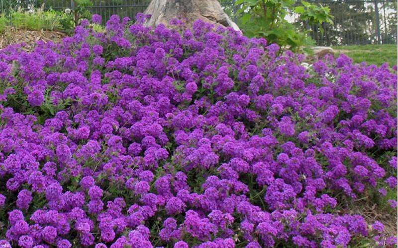 Homestead Purple Hardy Verbena 12 Count Flat of Pint Pots