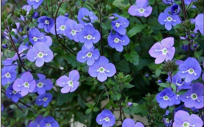 Blue Speedwell 1 Gallon Groundcover, Perennial Veronica