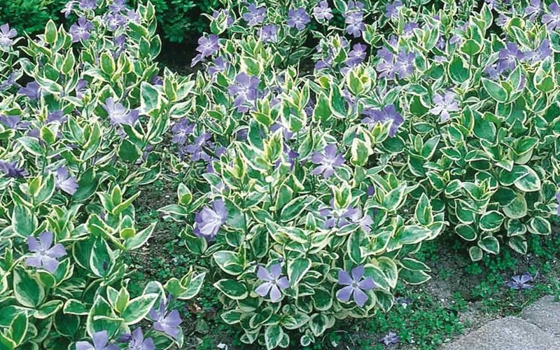 Variegated Bigleaf Periwinkle 10 Count Flat of 4" Pots Vines