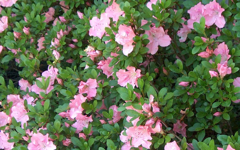 Watchet Azalea 1 Gallon Shrub, Perennial Perennial Plants