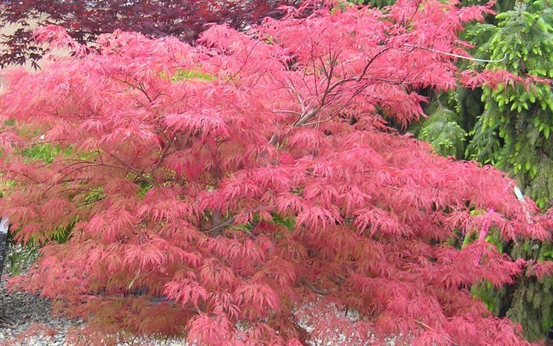 Watnong Japanese Maple 3 Gallon Tree Japanese Maples