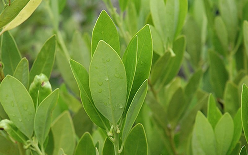 Yellow Anise Tree 3 Gallon Shrub, Tree Deer Resistant Shrubs