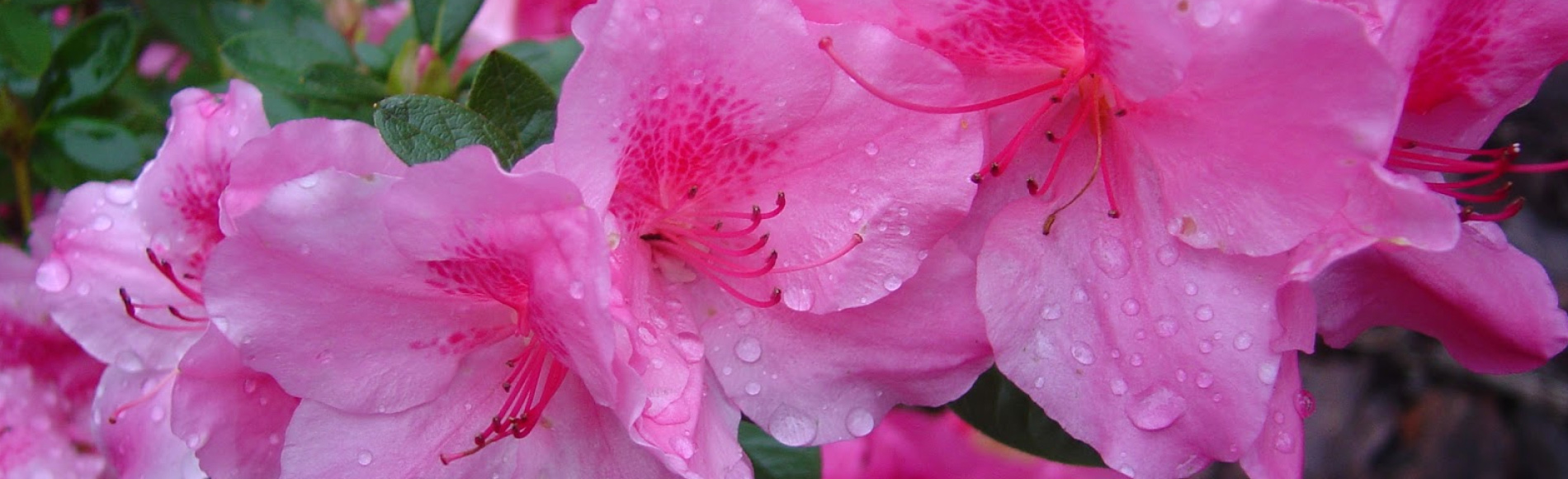 The Encore Azalea Collection